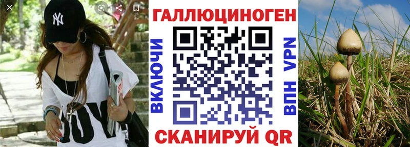 мега   Борзя  Галлюциногенные грибы Cubensis 