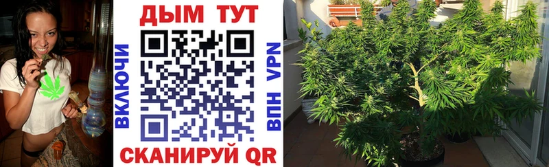 Марихуана план  закладка  KRAKEN tor  Борзя 